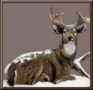 deer
